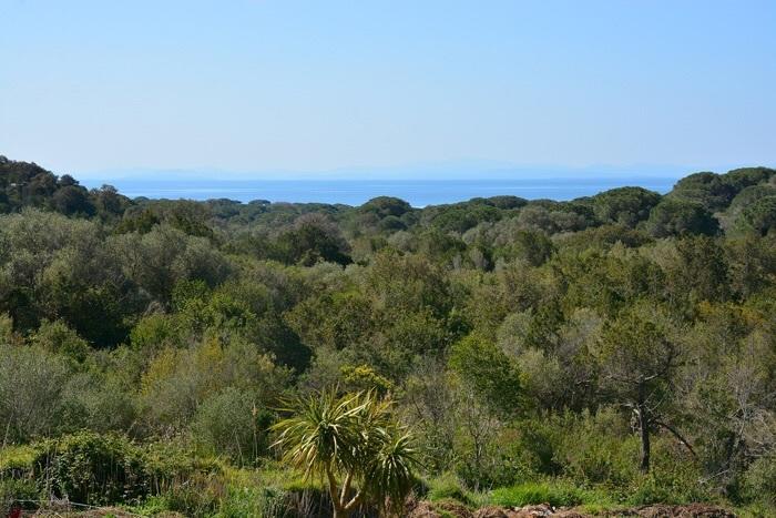 Palmiers De Palombaggia Villa Porto-Vecchio  Eksteriør billede